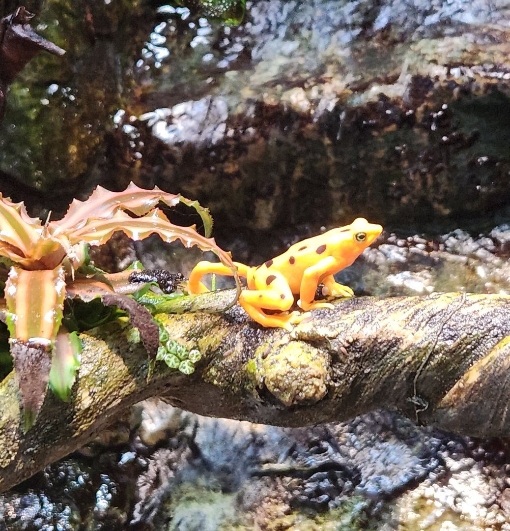 Maryland Zoo - Panamanian Golden Toad
