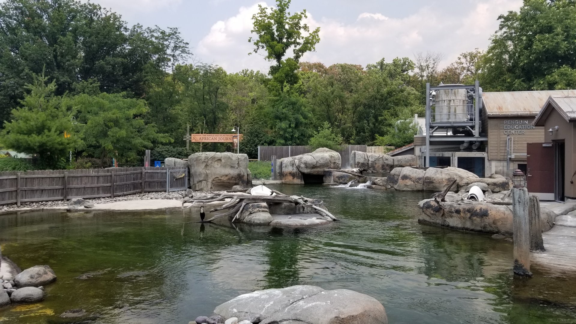 Maryland Zoo - Penguin Coast, white breasted cormorant visible