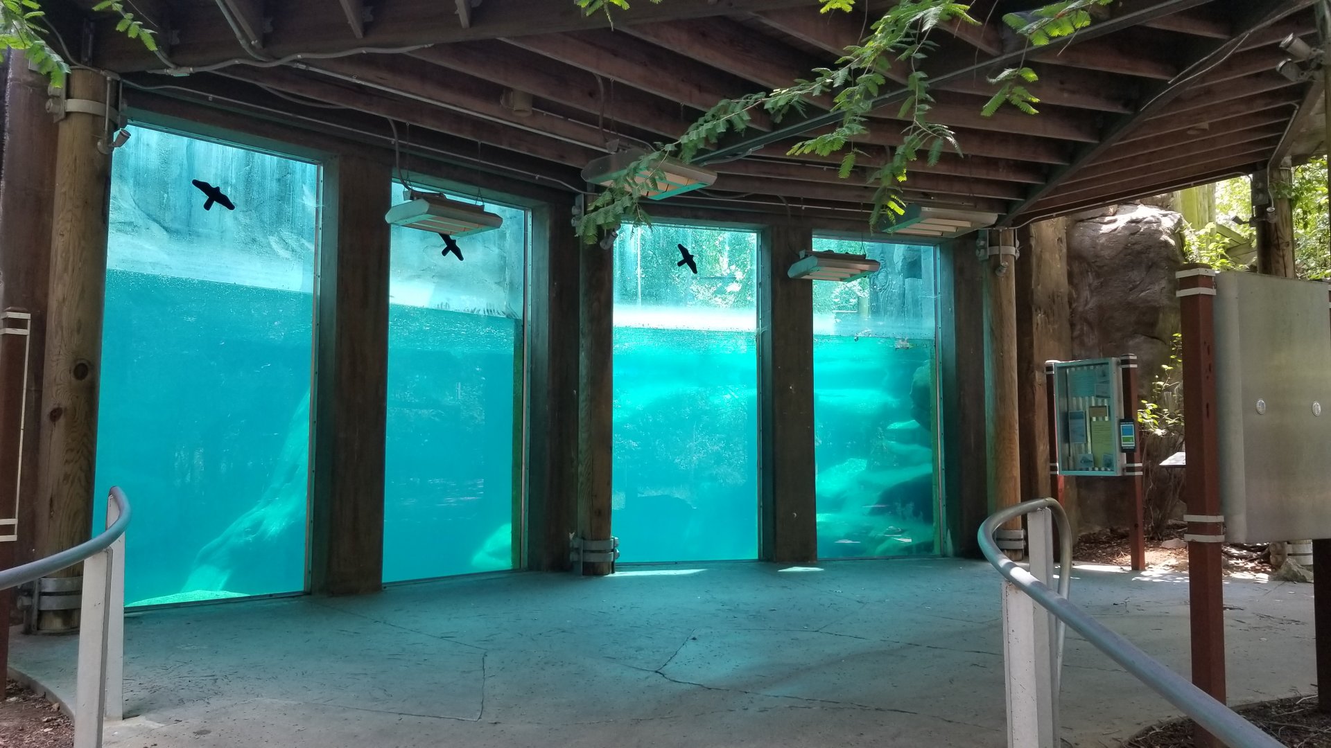 Maryland Zoo - Polar Bear Watch, underwater viewing