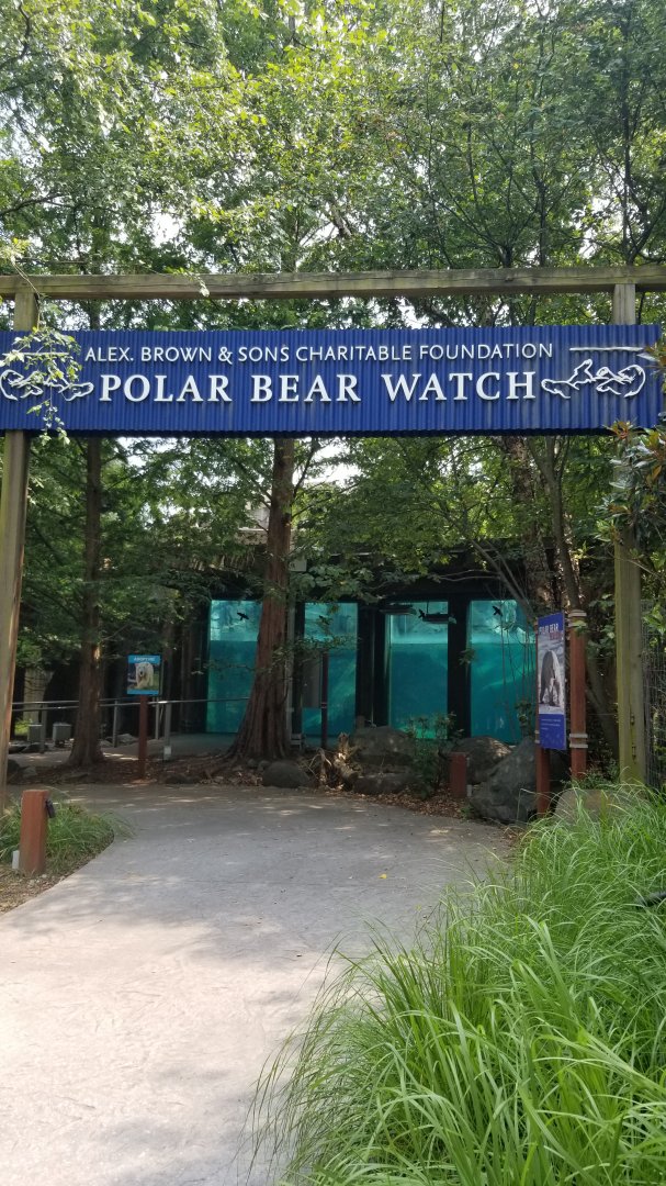 Maryland Zoo - Polar Bear Watch