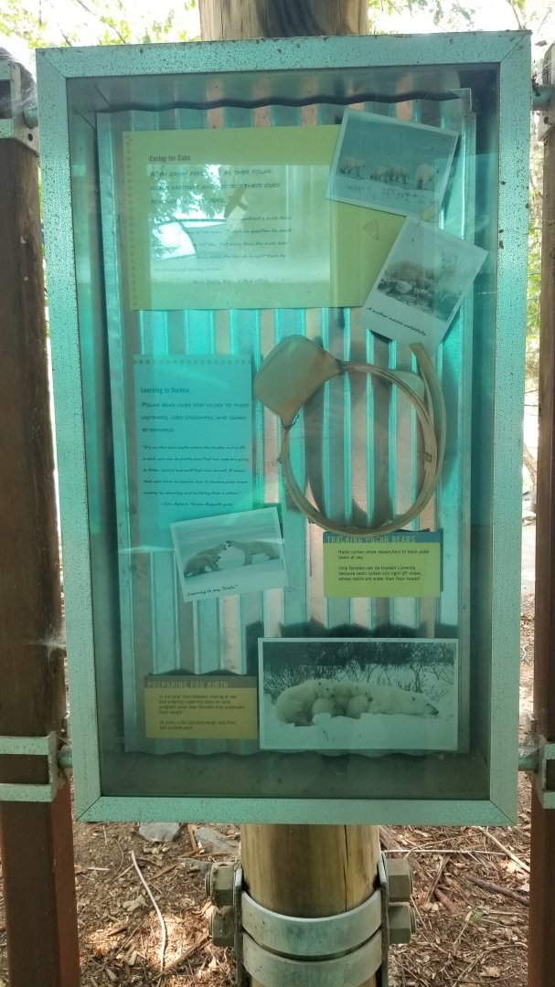 Maryland Zoo - Polar Bear Watch