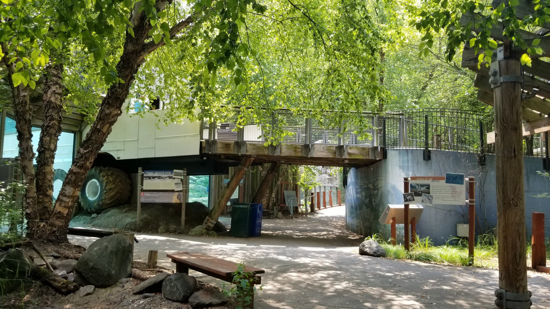 Maryland Zoo - Polar Bear Watch