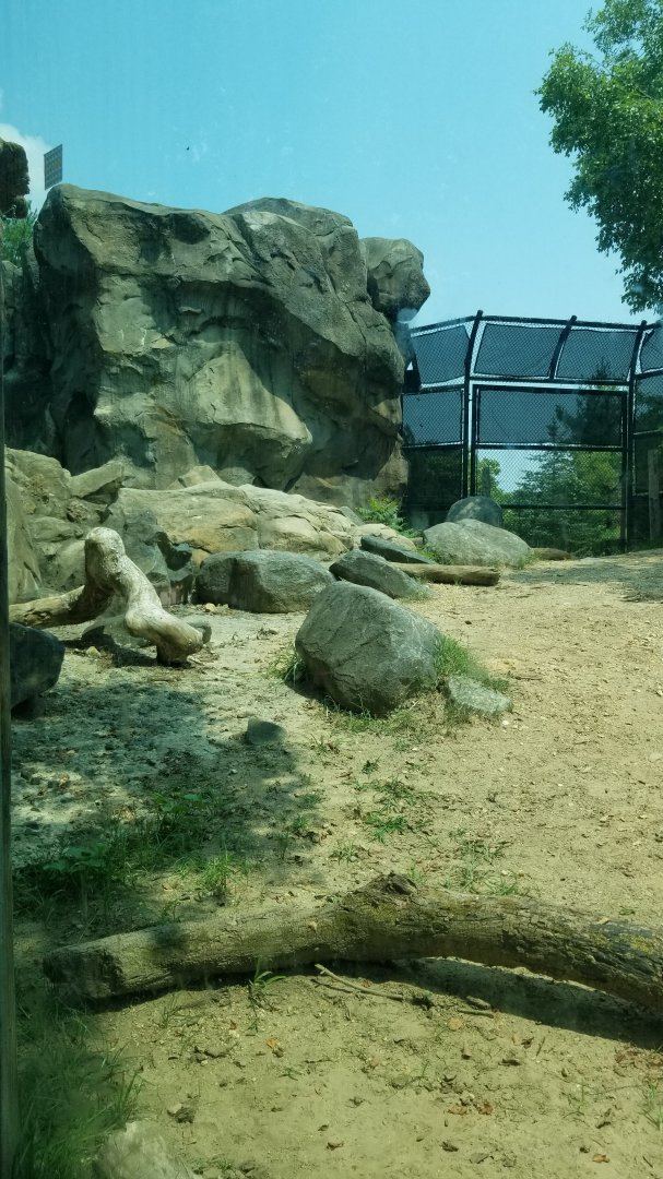 Maryland Zoo - Polar Bear Watch