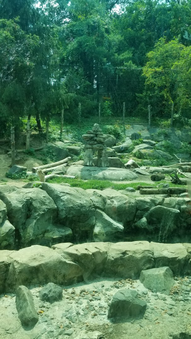 Maryland Zoo - Polar Bear Watch