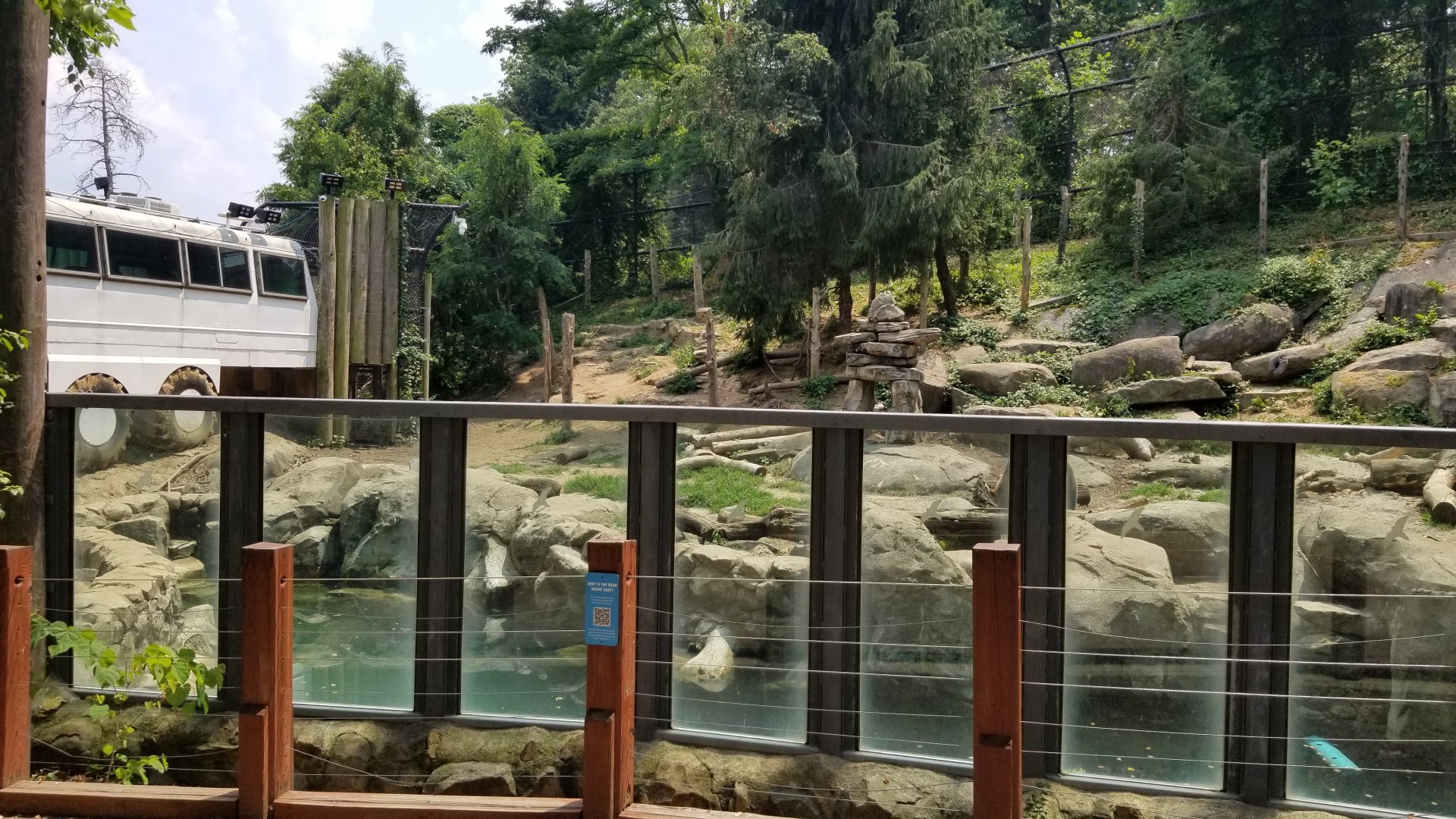 Maryland Zoo - Polar Bear Watch