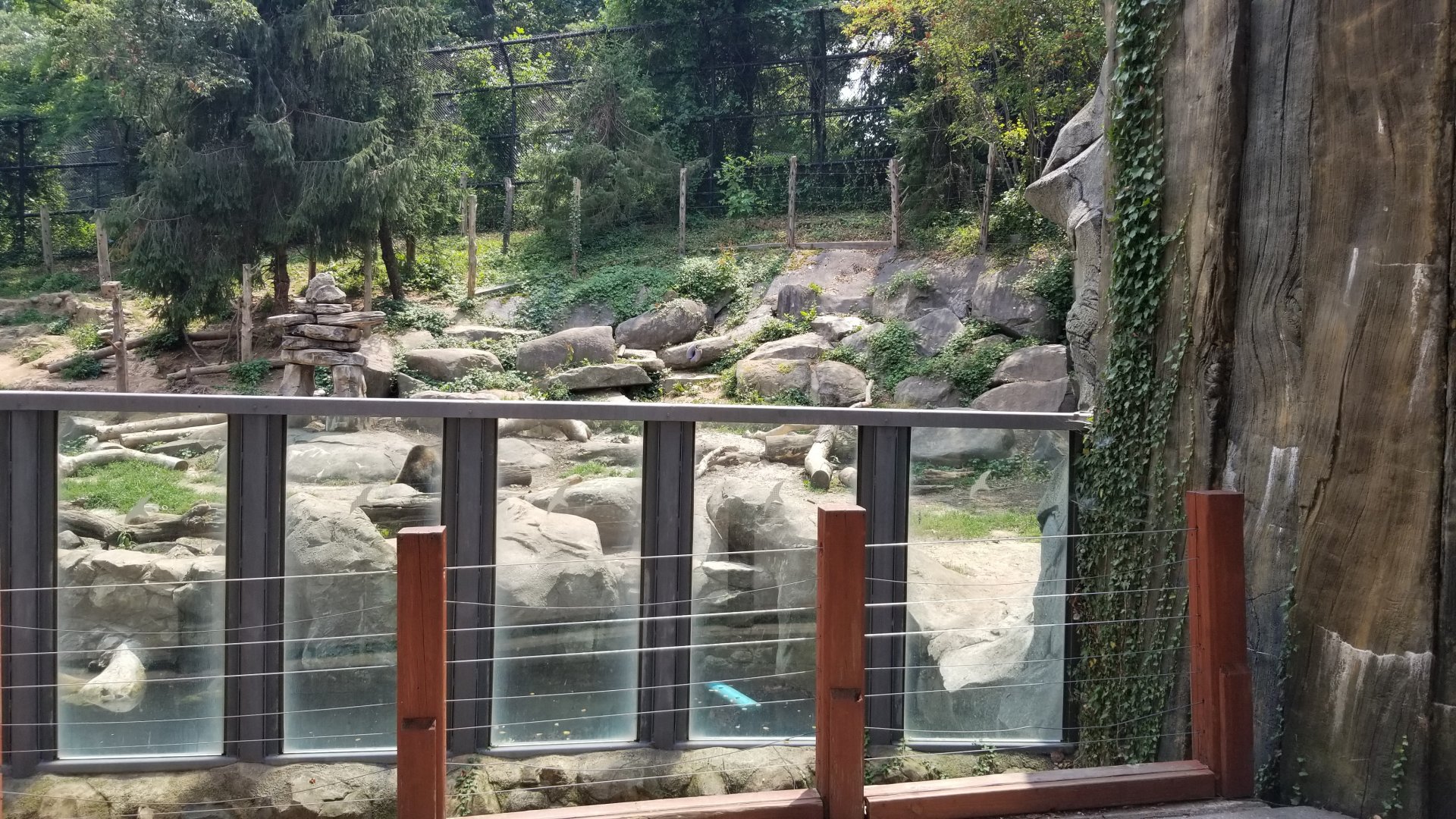 Maryland Zoo - Polar Bear Watch