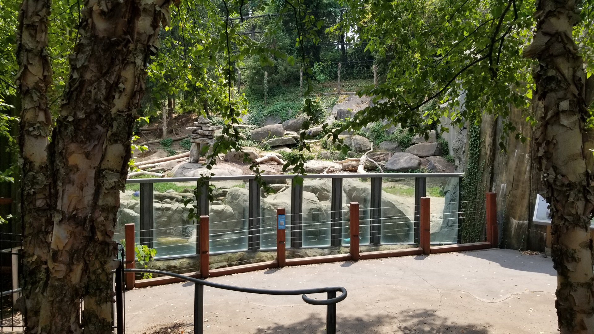 Maryland Zoo - Polar Bear Watch