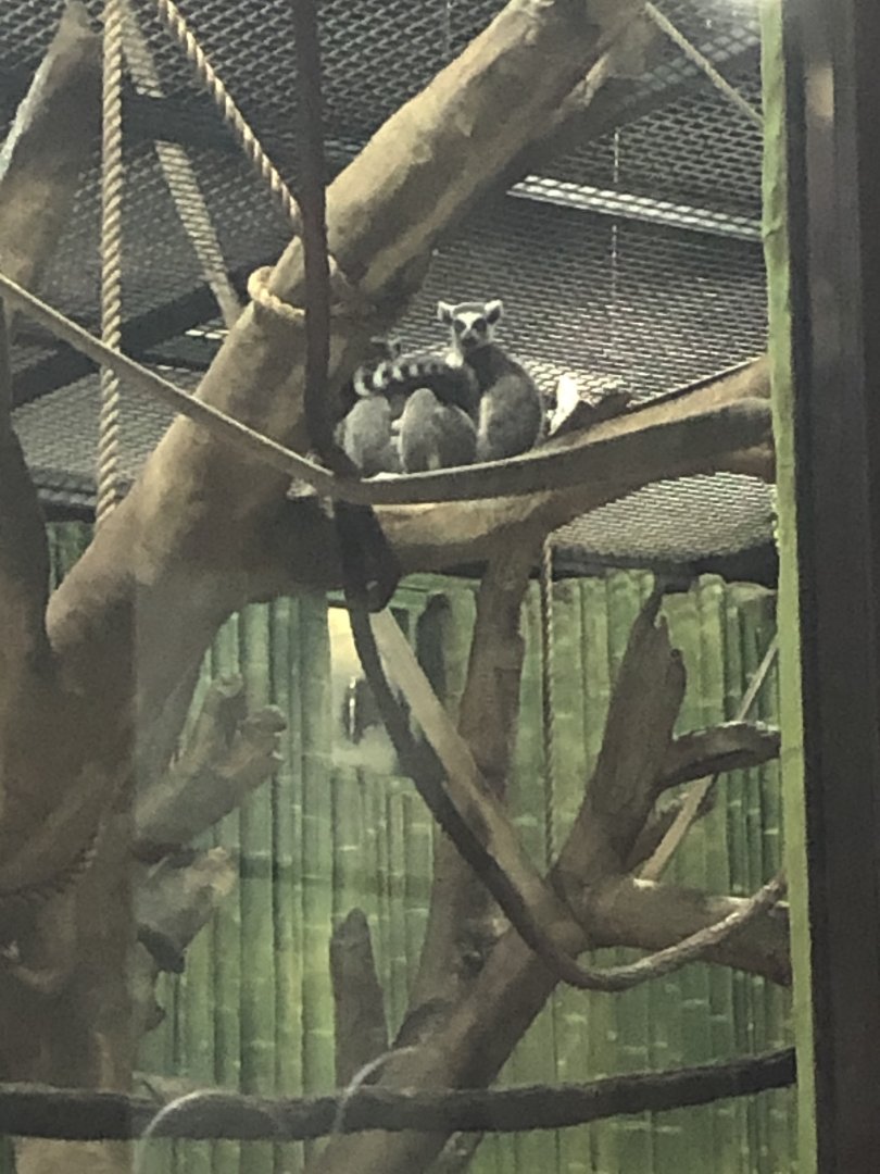 Maryland Zoo Ring-tailed Lemur pair
