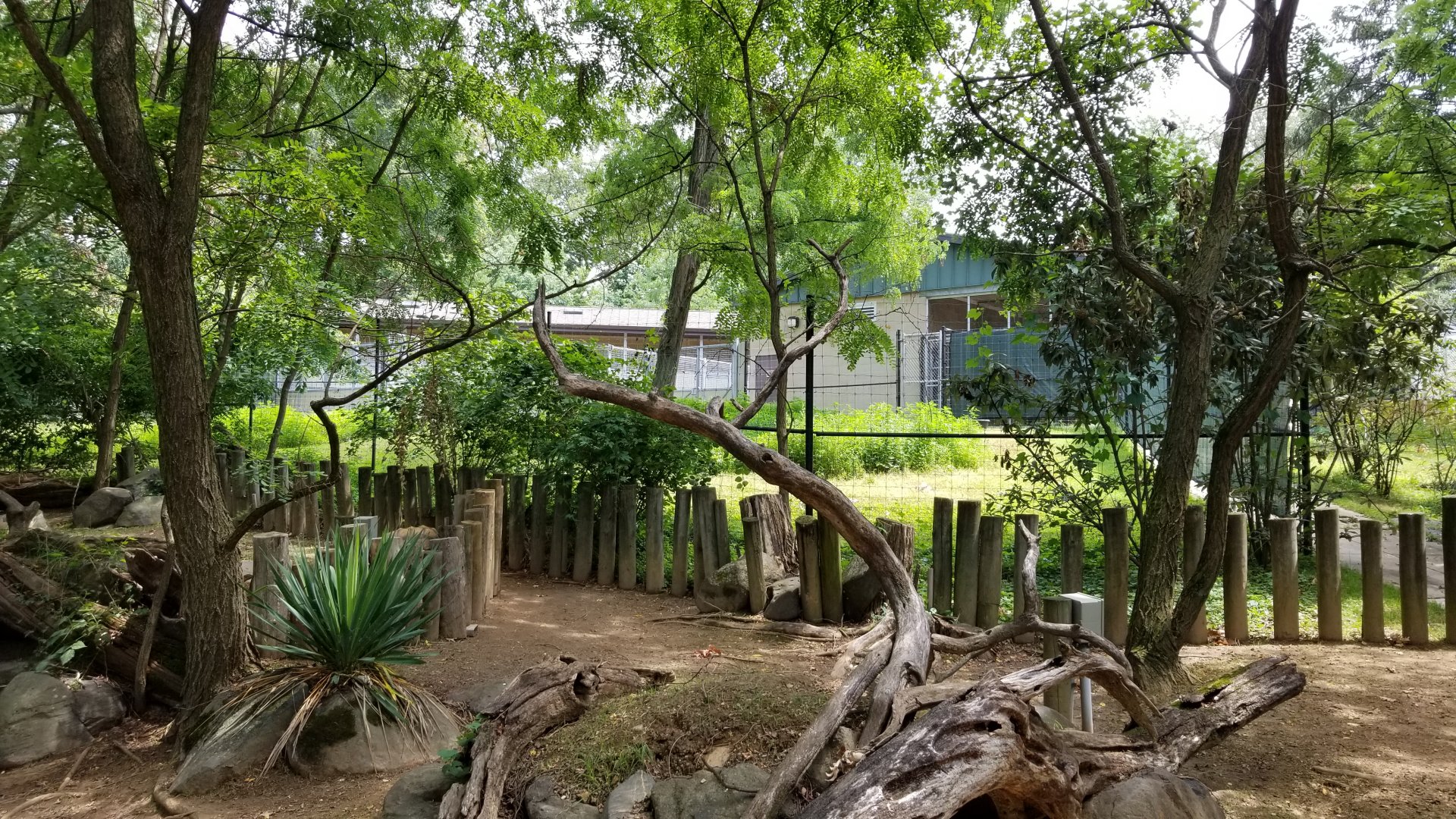 Maryland Zoo - Sitatunga, african aviary barn behind tortoises