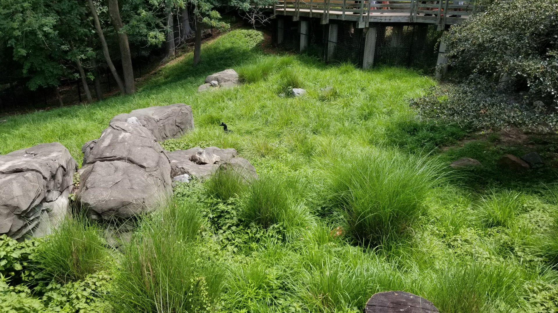 Maryland Zoo - Sitatunga, northern ground hornbill