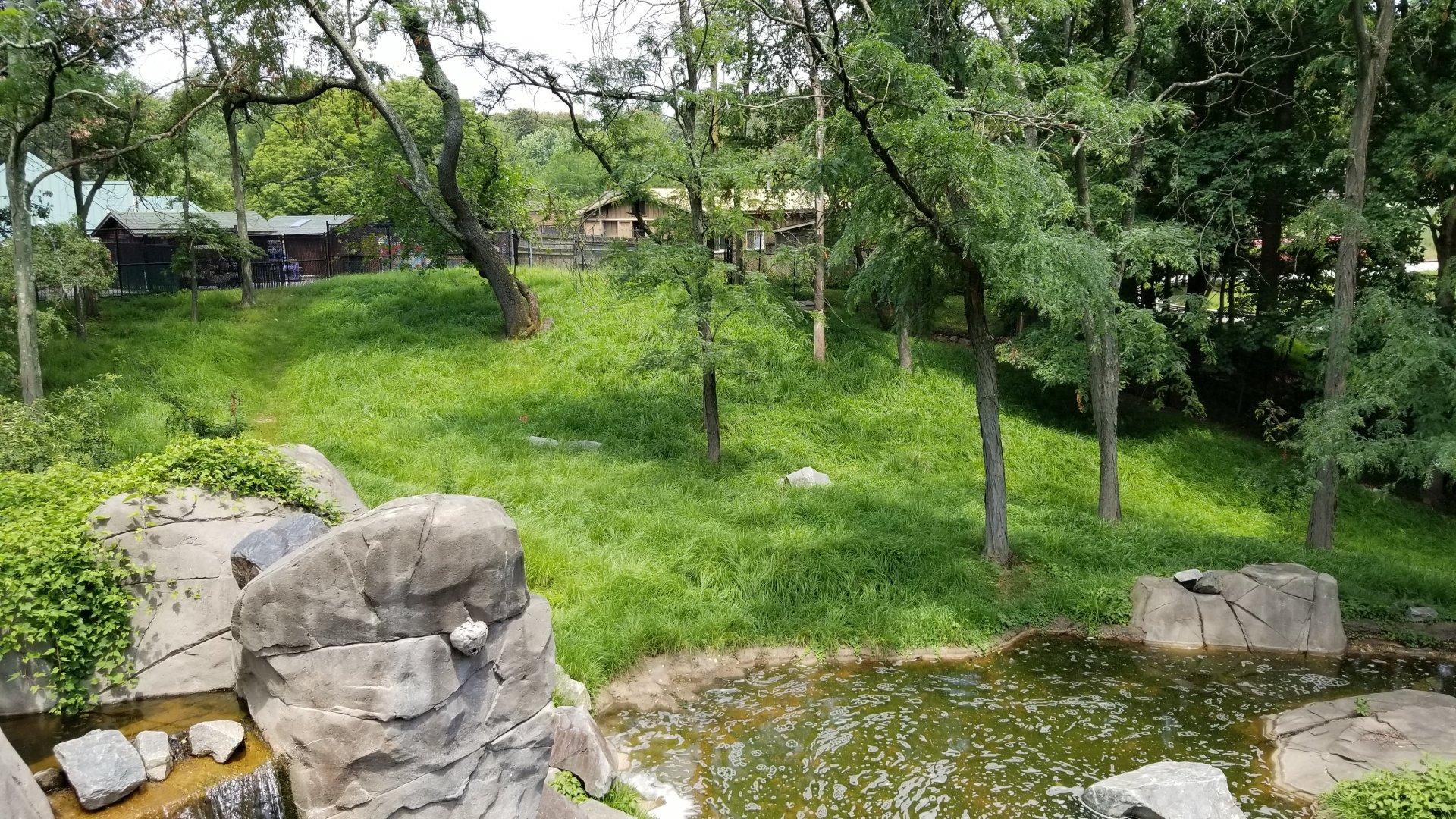 Maryland Zoo - Sitatunga, there's at least 2 here