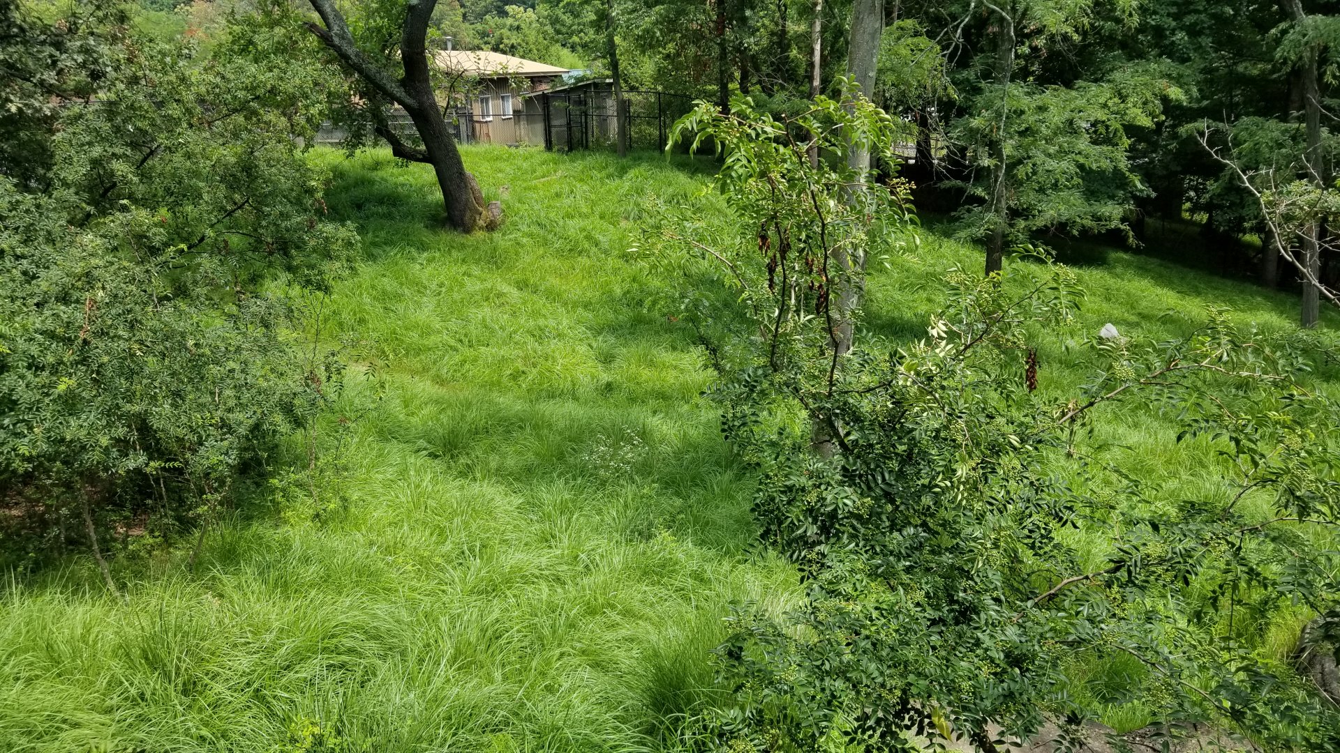 Maryland Zoo - Sitatunga