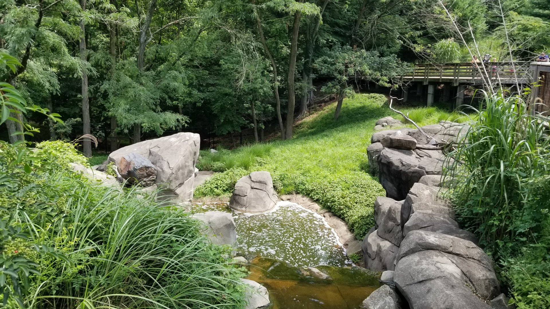 Maryland Zoo - Sitatunga