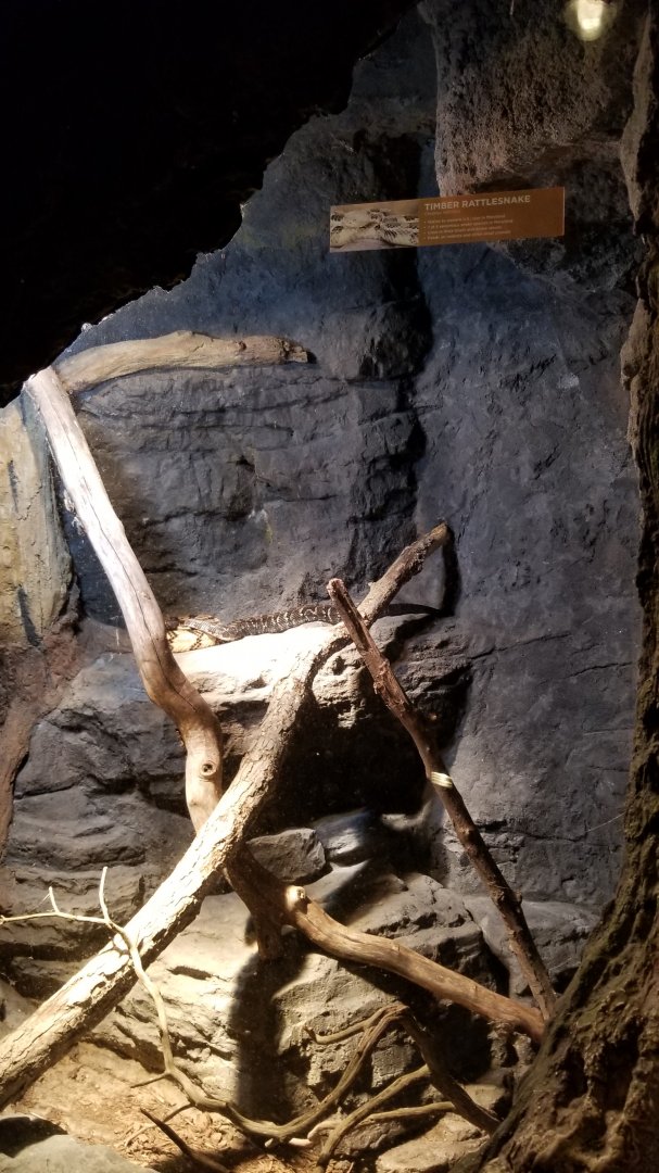 Maryland Zoo - Timber rattlesnakes