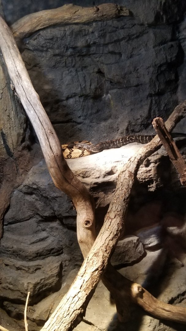 Maryland Zoo - Timber rattlesnakes