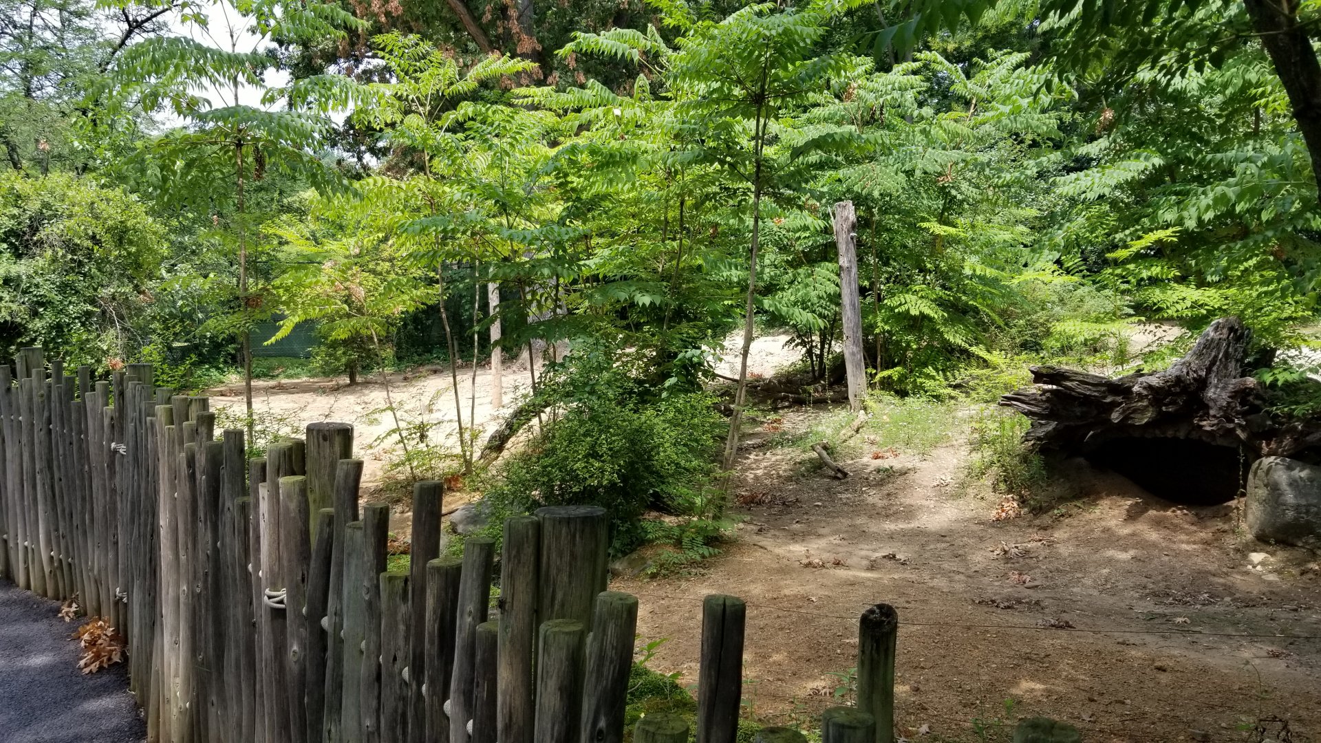 Maryland Zoo - Warthogs