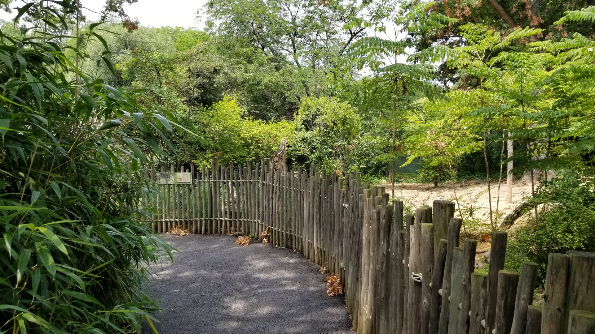 Maryland Zoo - Warthogs