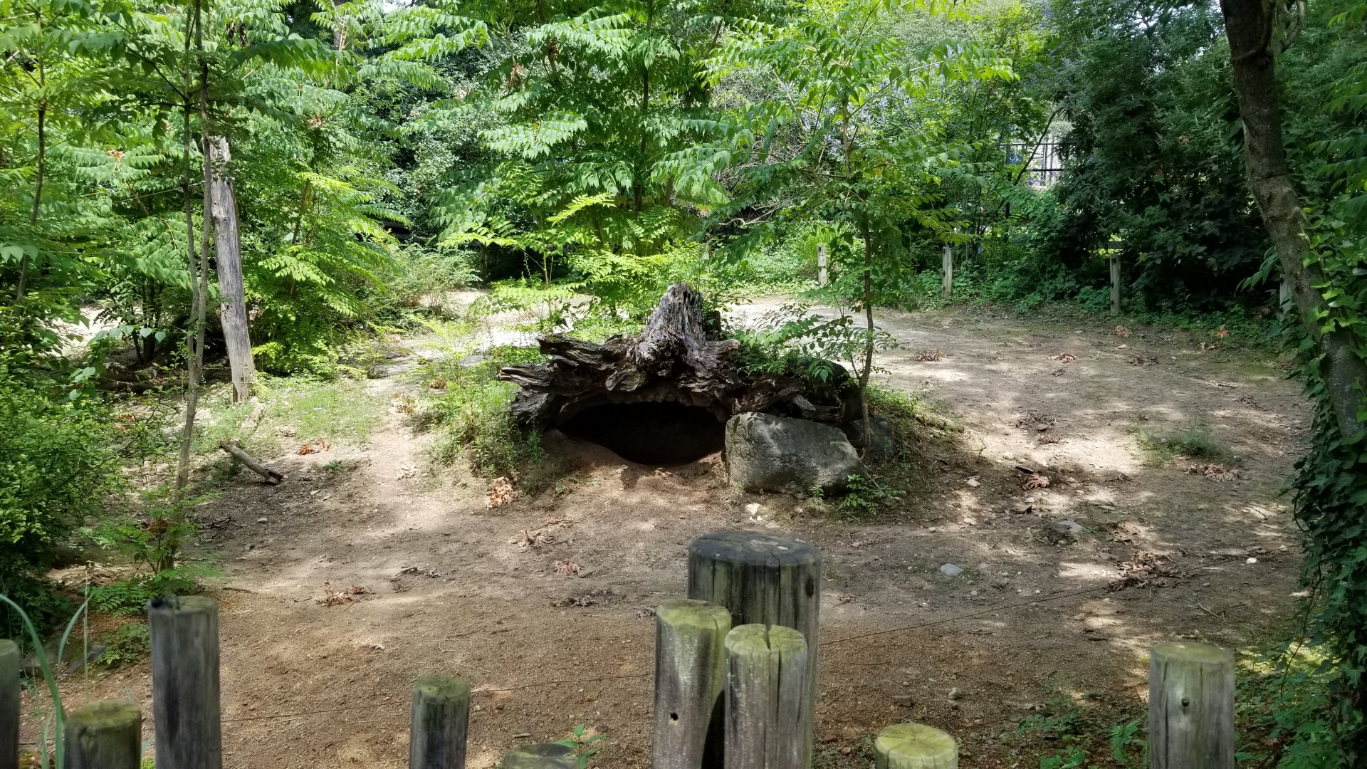Maryland Zoo - Warthogs