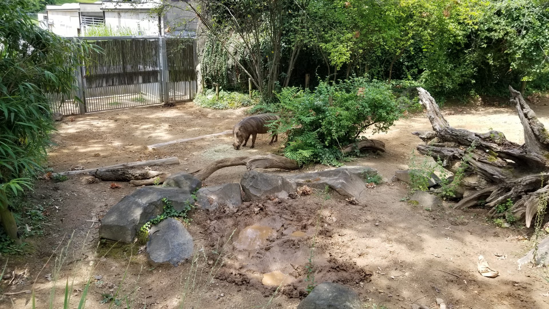 Maryland Zoo - Warthogs
