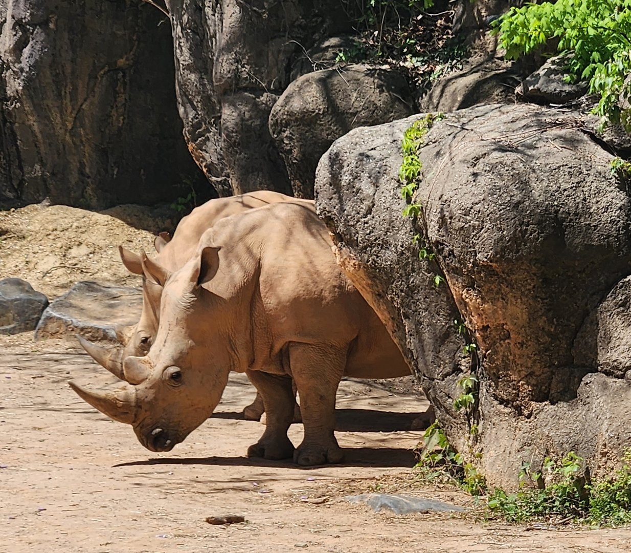 Maryland Zoo - White Rhinoceros hiding behind rocks
