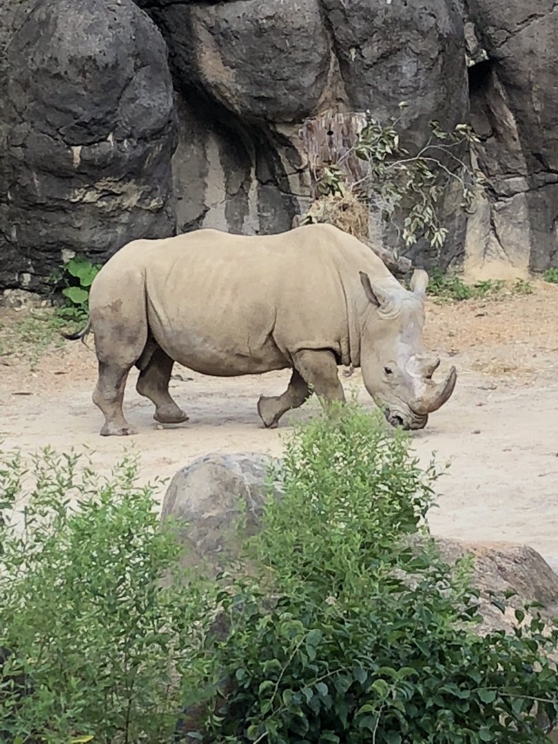 Maryland Zoo White Rhinoceros “Stubby”