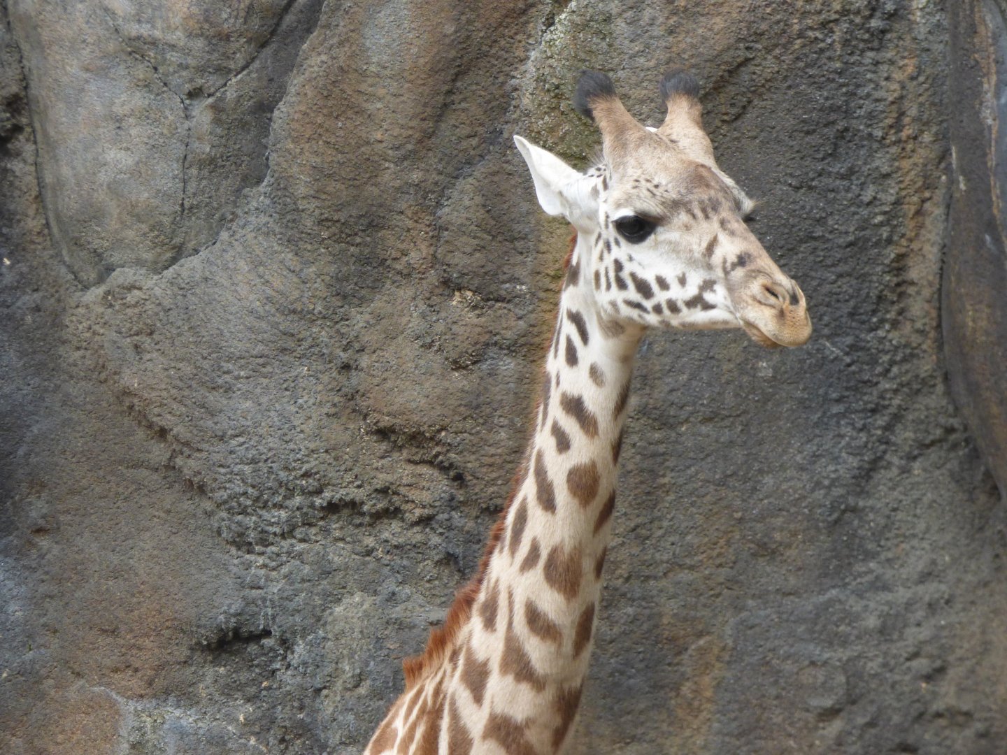 Masaai Giraffe