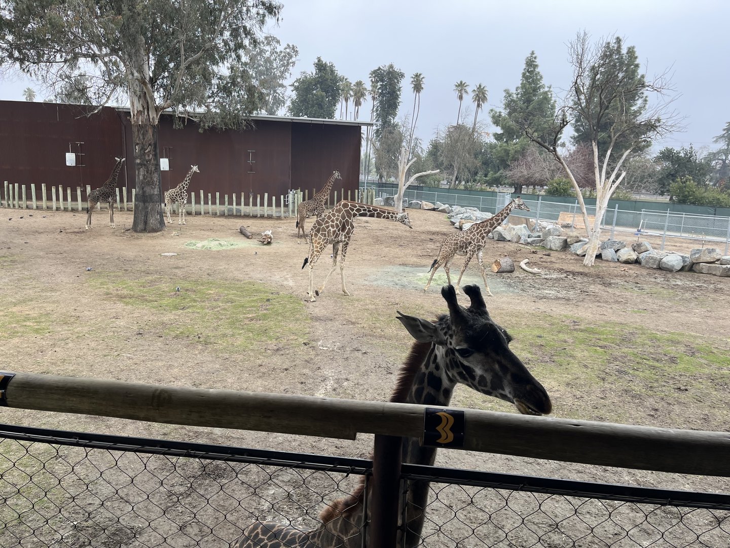 Masai and Reticulated Giraffes