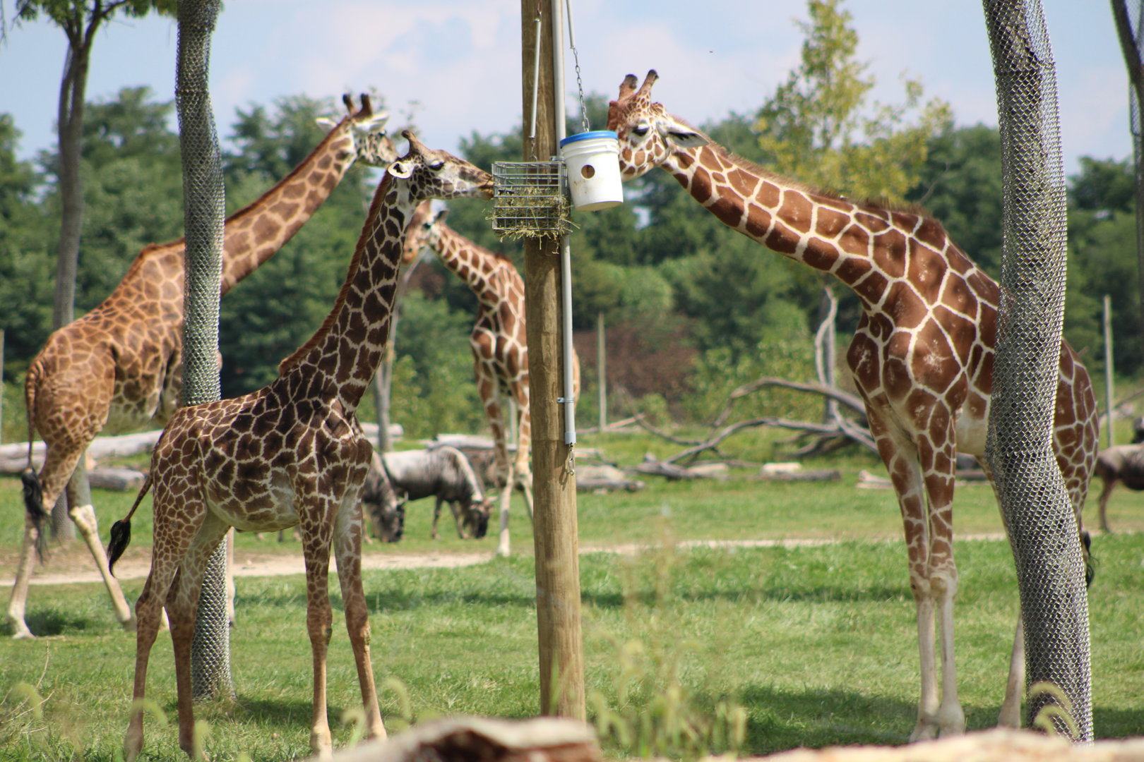 Masai (G. tippelskirchi) and Reticulated Giraffes (G. reticulata)