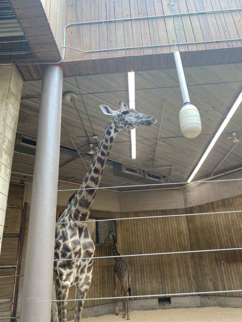 Masai Giraffe 01 - Roger Williams Park Zoo