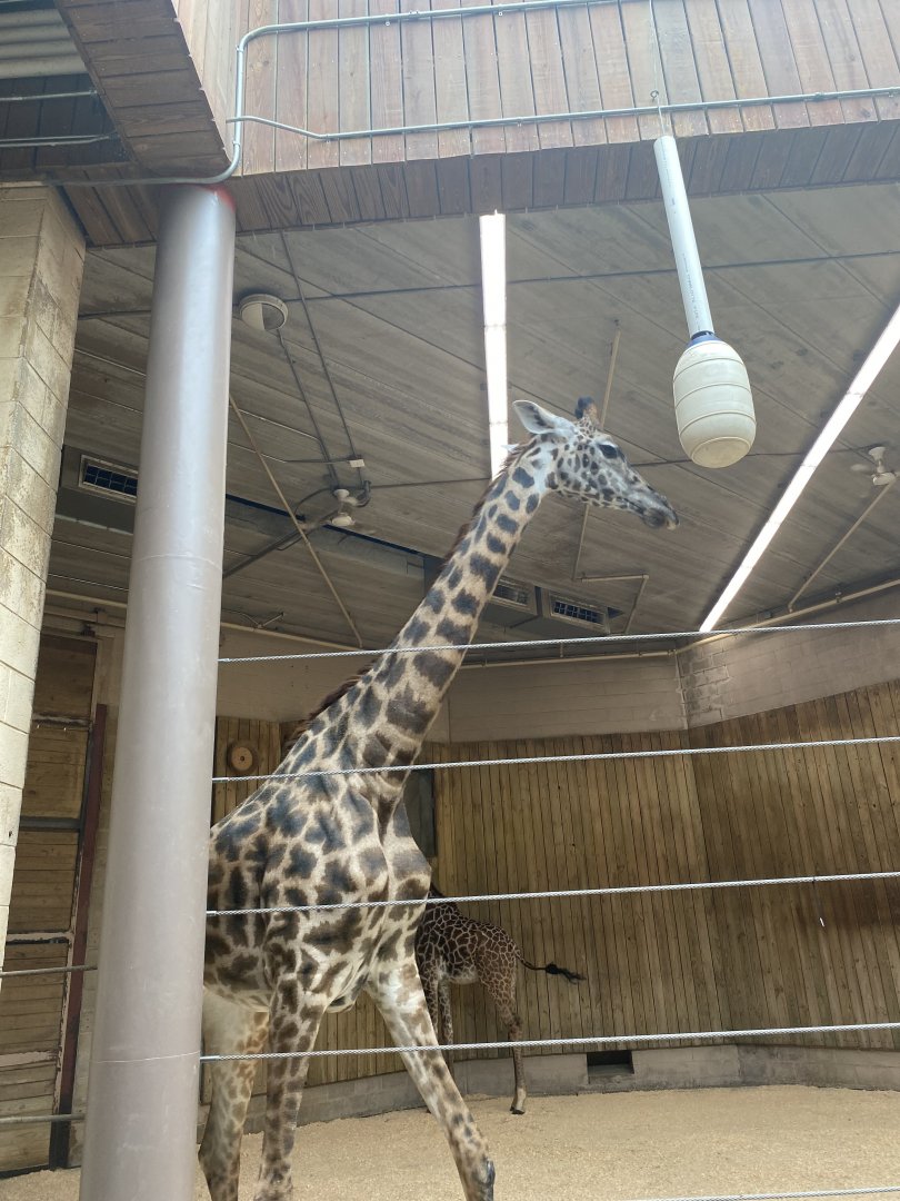 Masai Giraffe 02 - Roger Williams Park Zoo