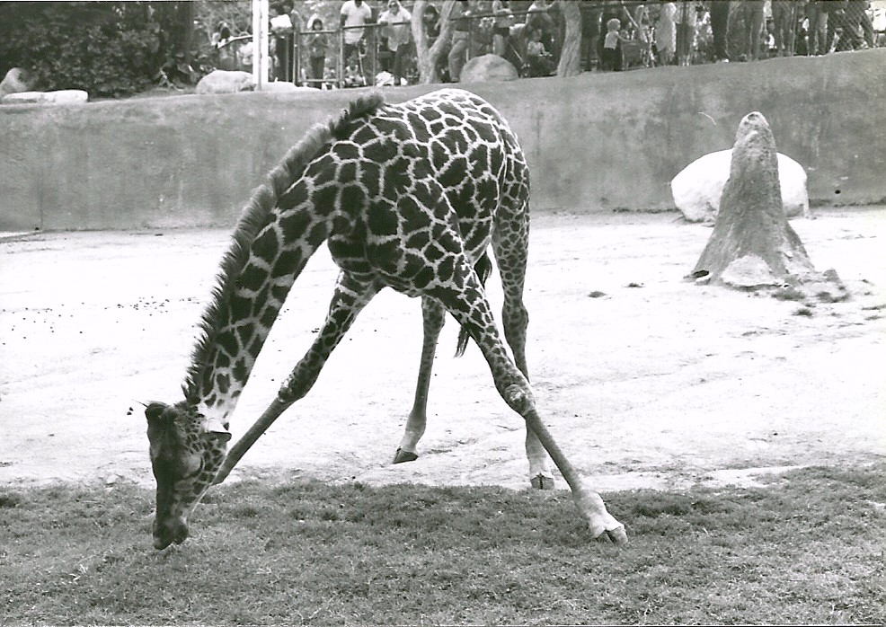 Masai Giraffe - 1982
