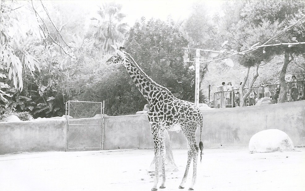 Masai Giraffe - 1982