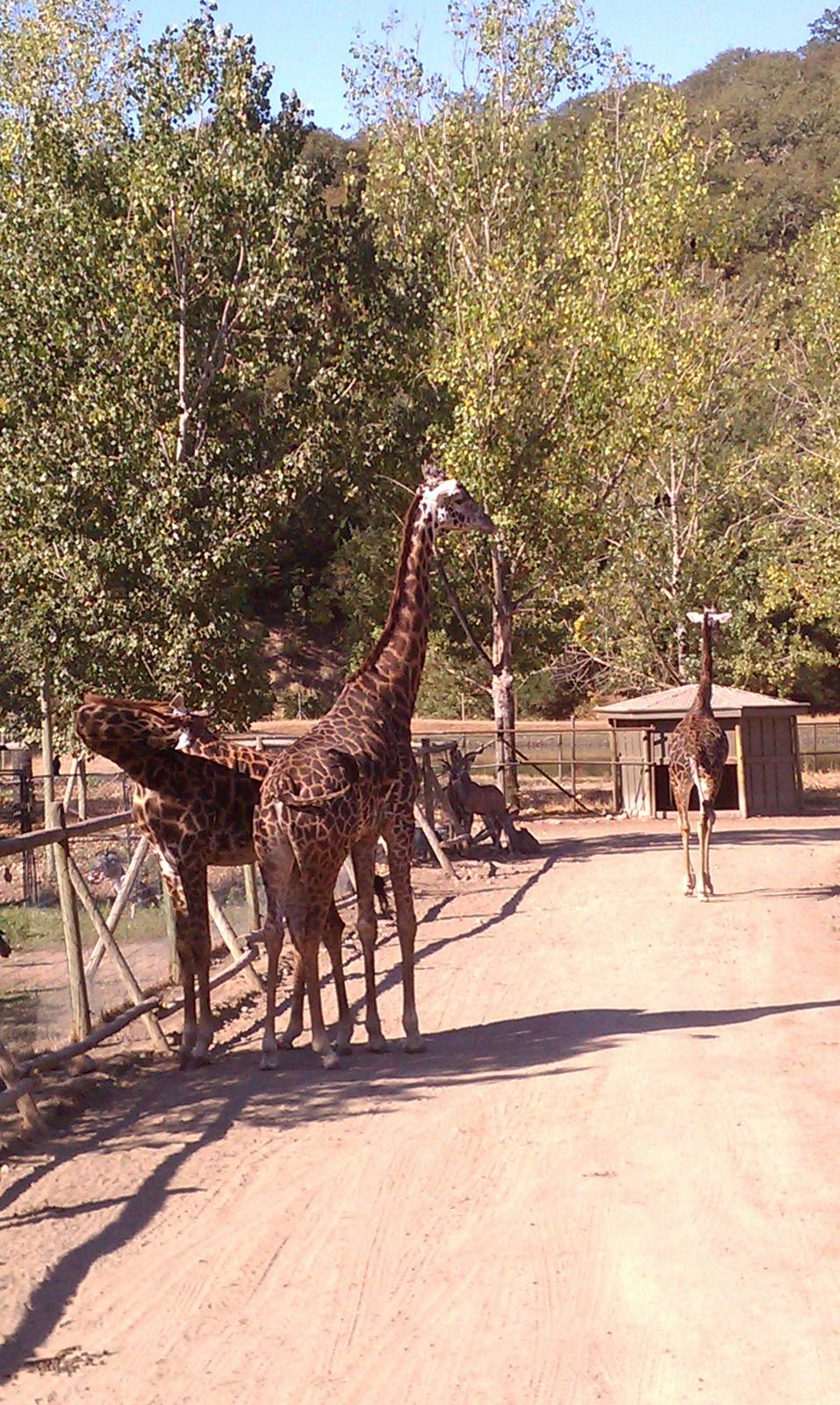 Masai Giraffe #2