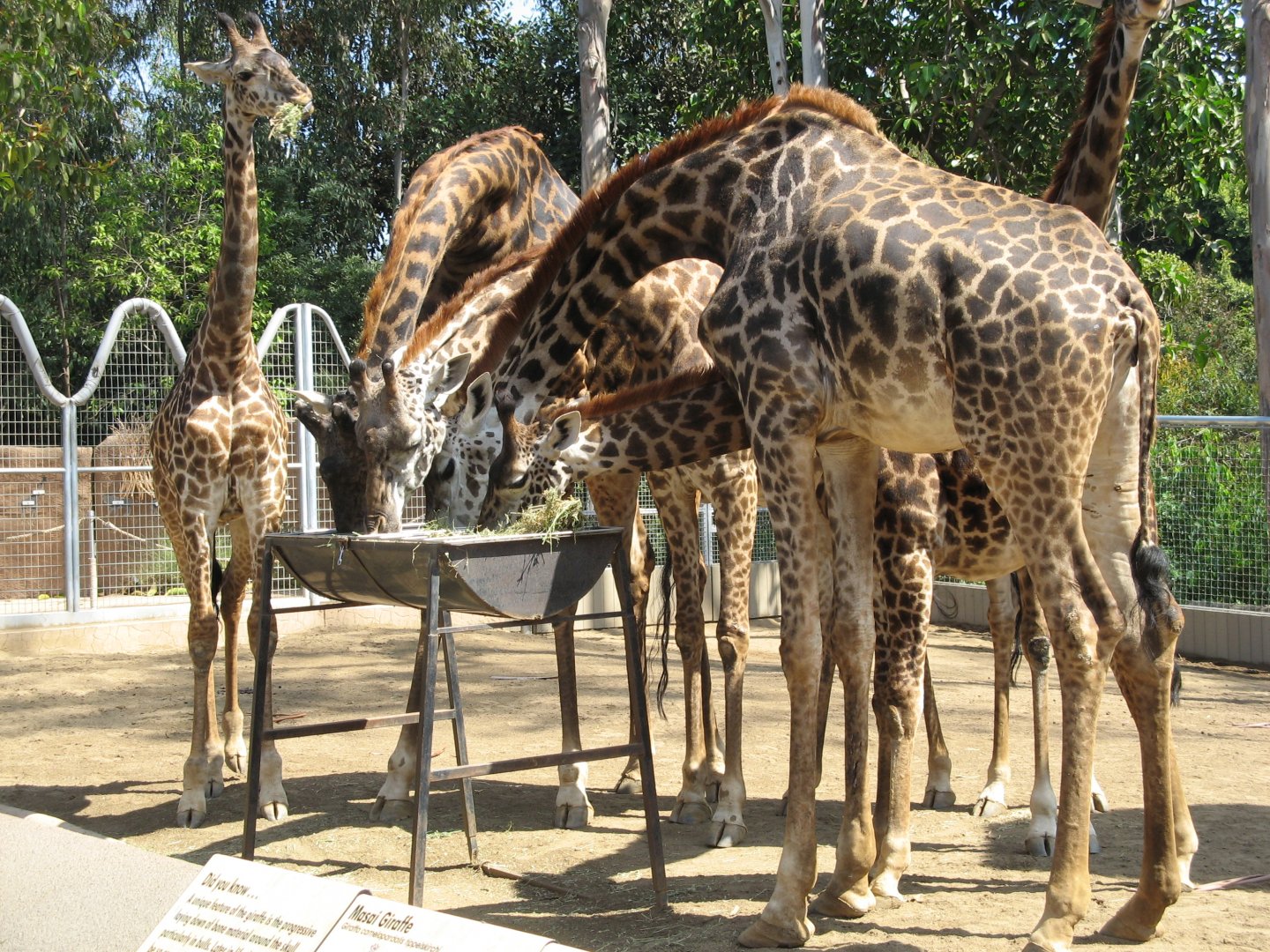 Masai Giraffe (2008)