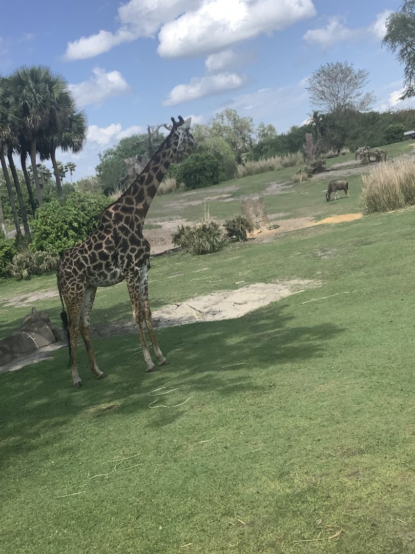 Masai Giraffe 3/18/24