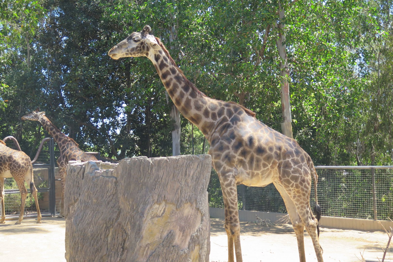 Masai Giraffe(8/23/2024)