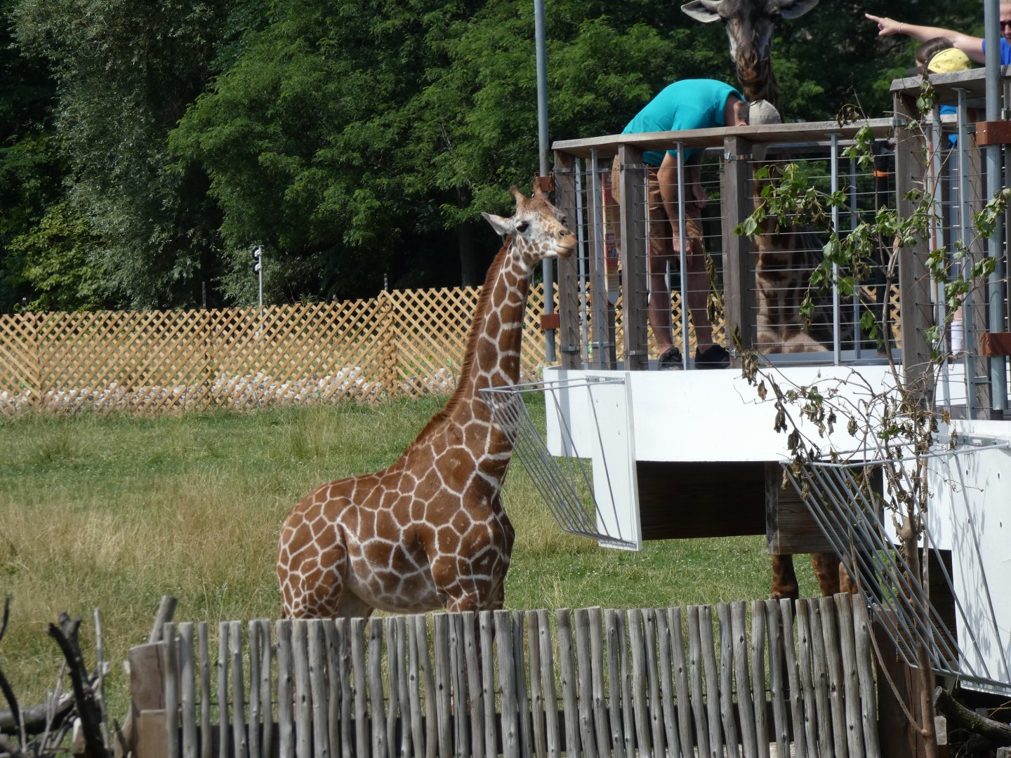 Masai Giraffe, Africa - July 2021