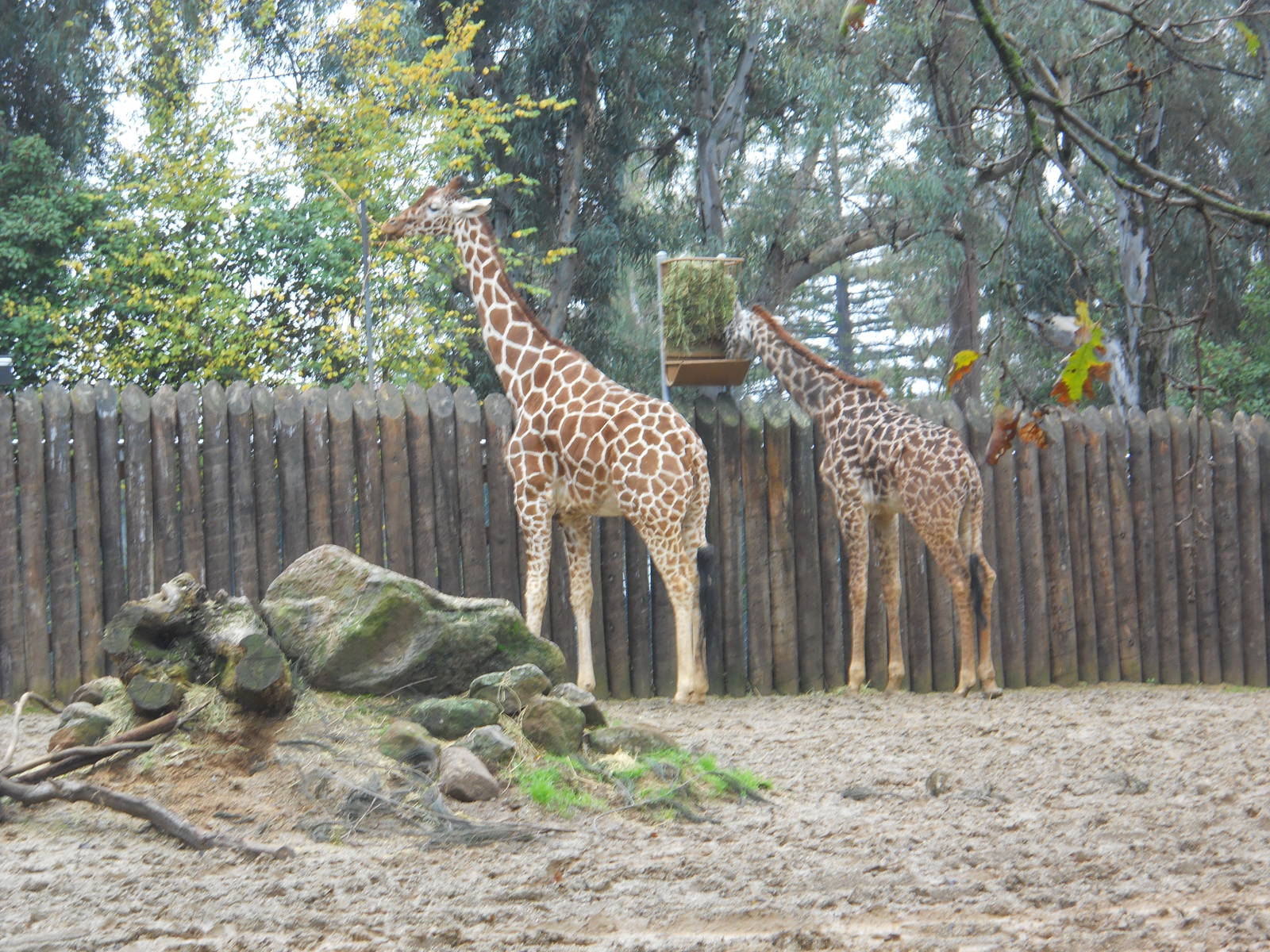 Masai giraffe and reticulated giraffe
