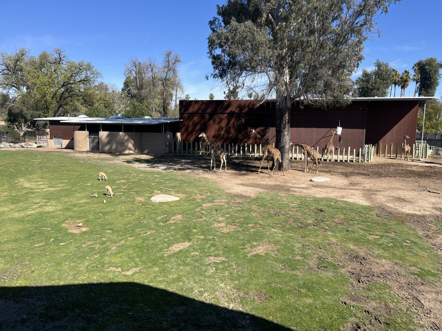 Masai Giraffe and Slender Horned Gazelle