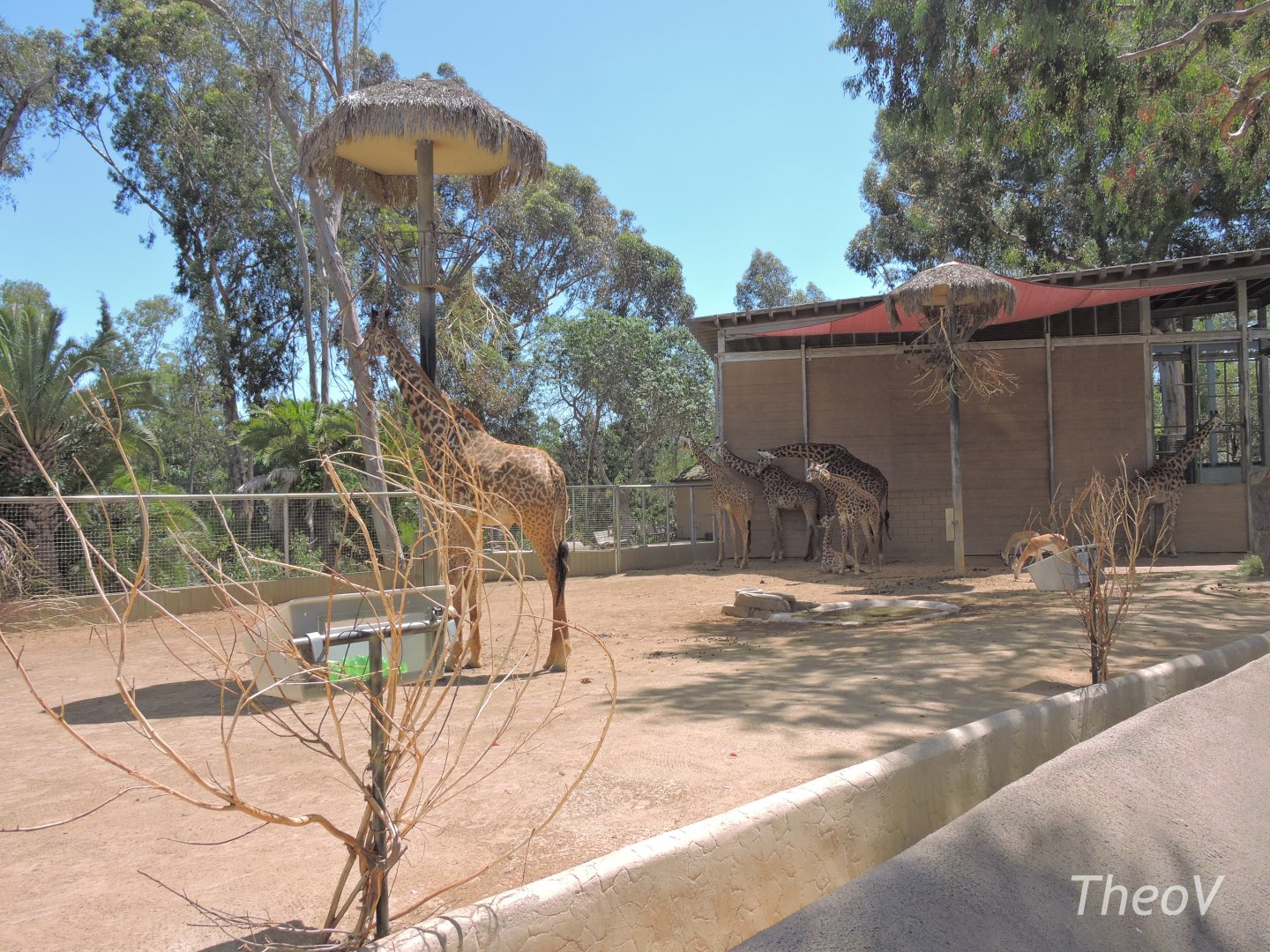 Masai giraffe and Soemmerring's gazelle exhibit - Urban Jungle [2015]