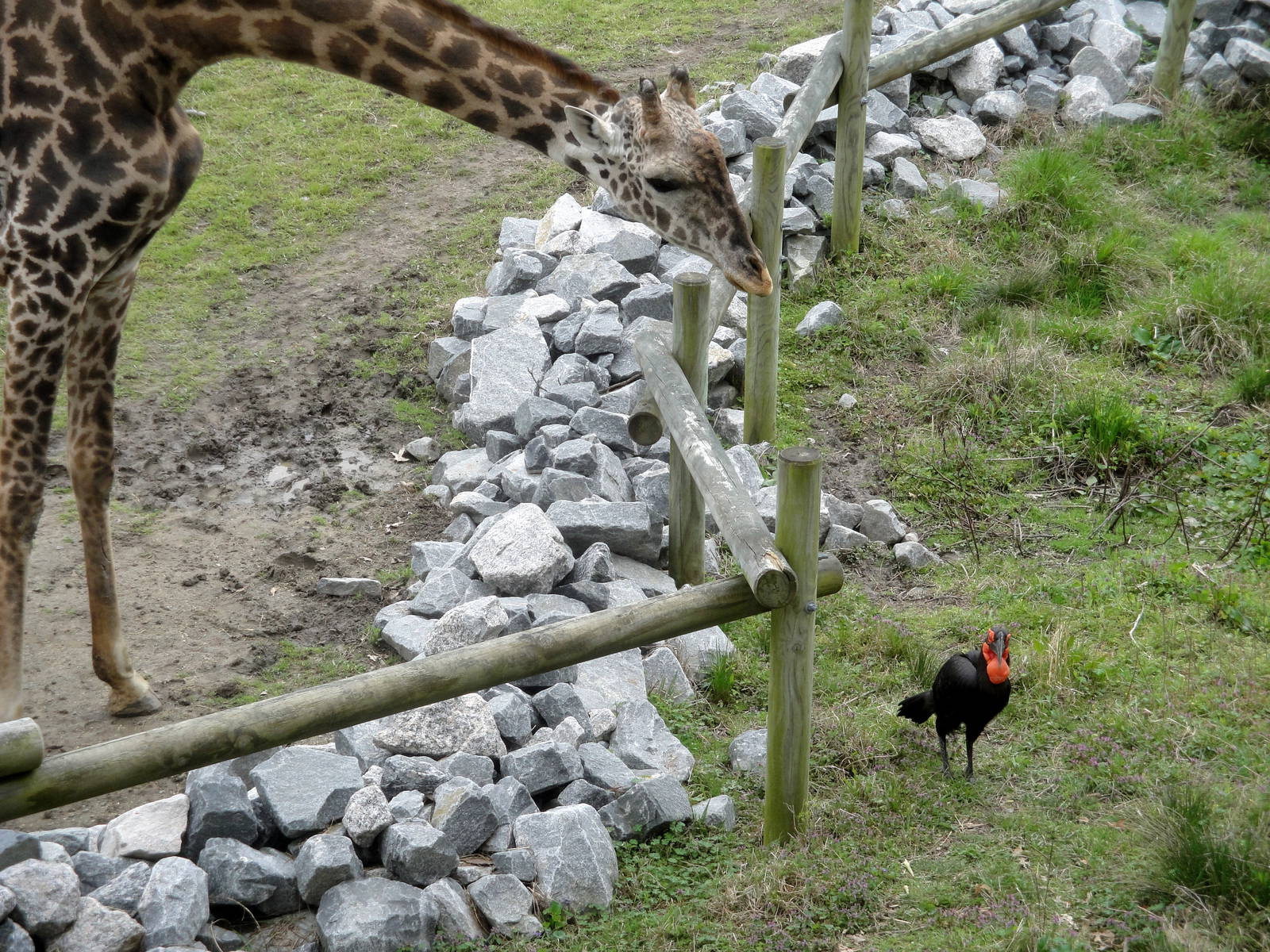 Masai Giraffe and Southern Ground Hornbill