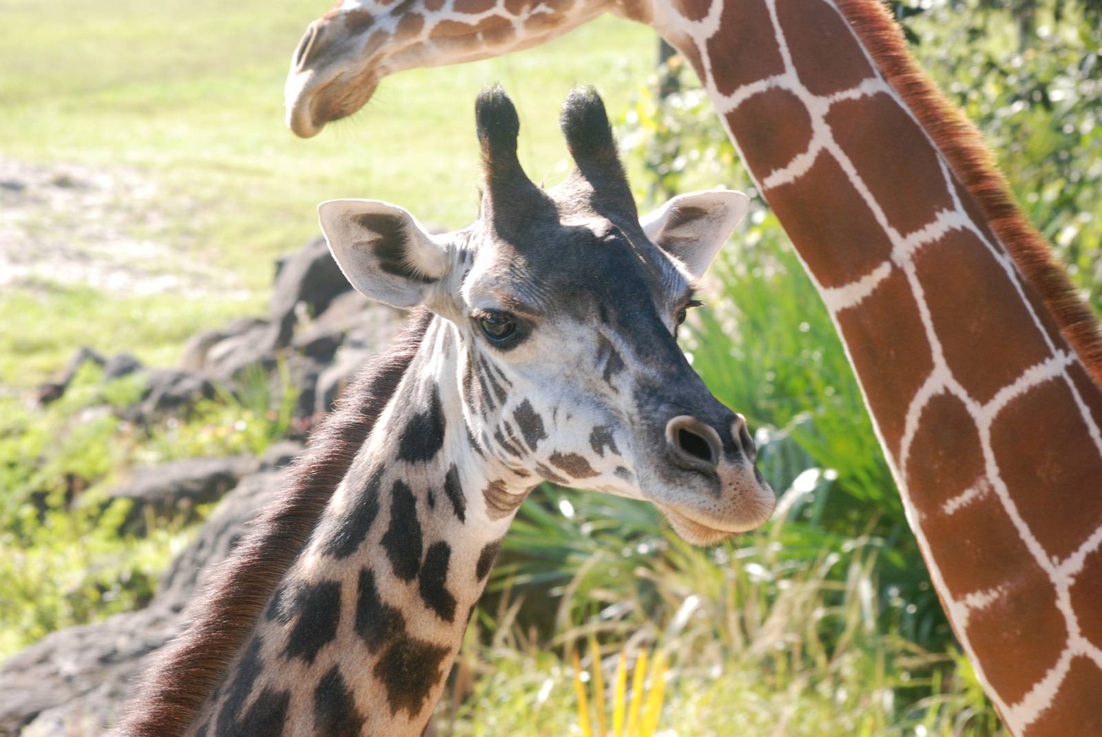 Masai Giraffe at Brevard, 14/10/13