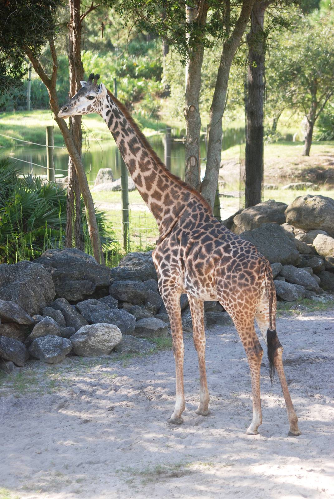 Masai Giraffe at Brevard, 14/10/13