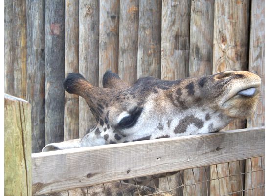 Masai Giraffe at the Feeding Deck