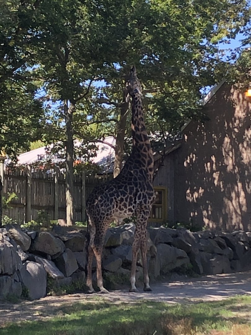 Masai Giraffe - August, 2020