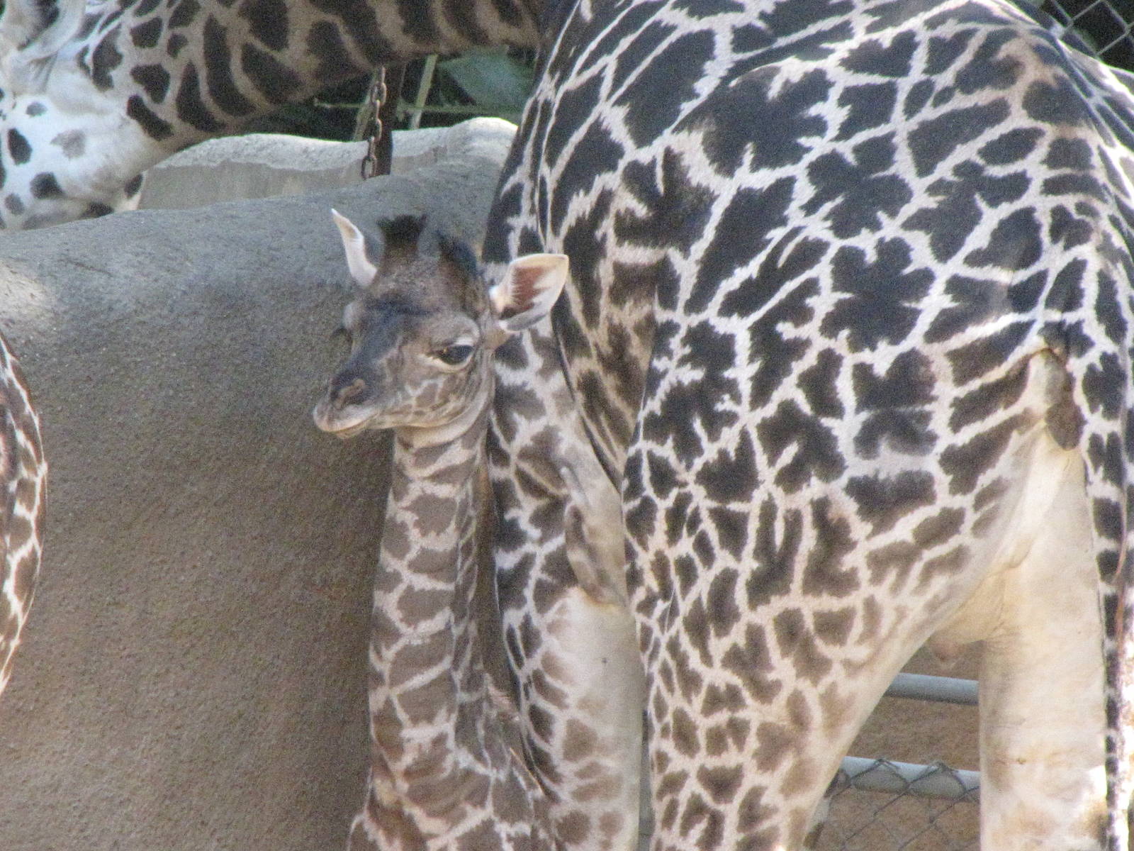 Masai Giraffe Baby
