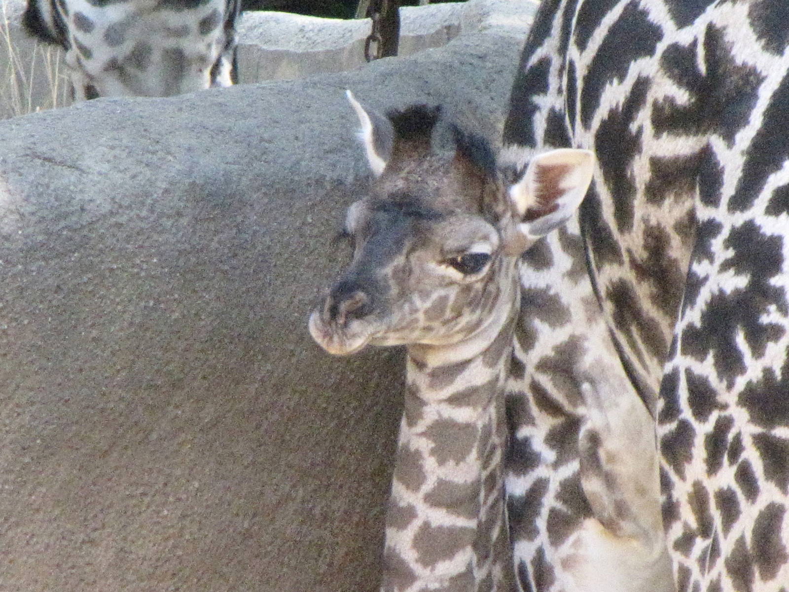 Masai Giraffe Baby