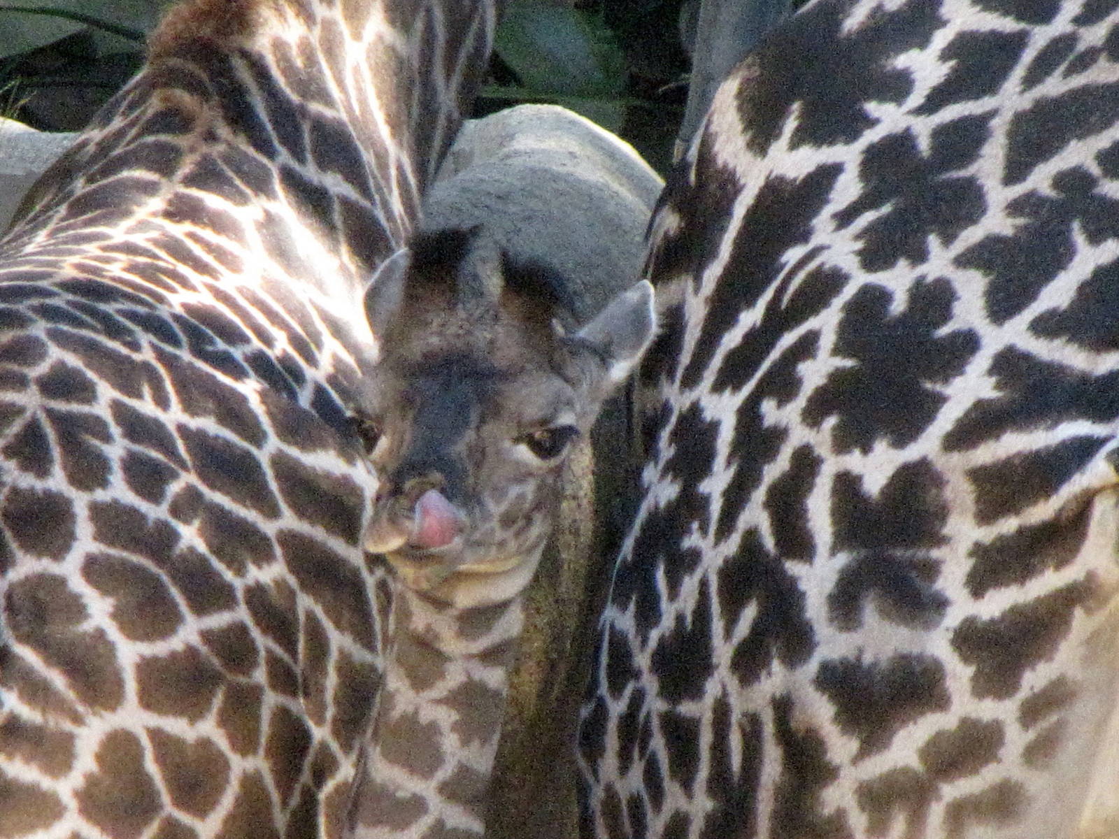 Masai Giraffe Baby