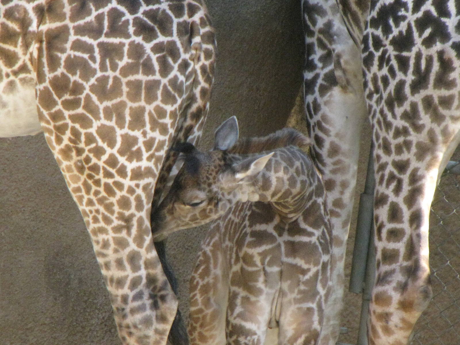 Masai Giraffe Baby