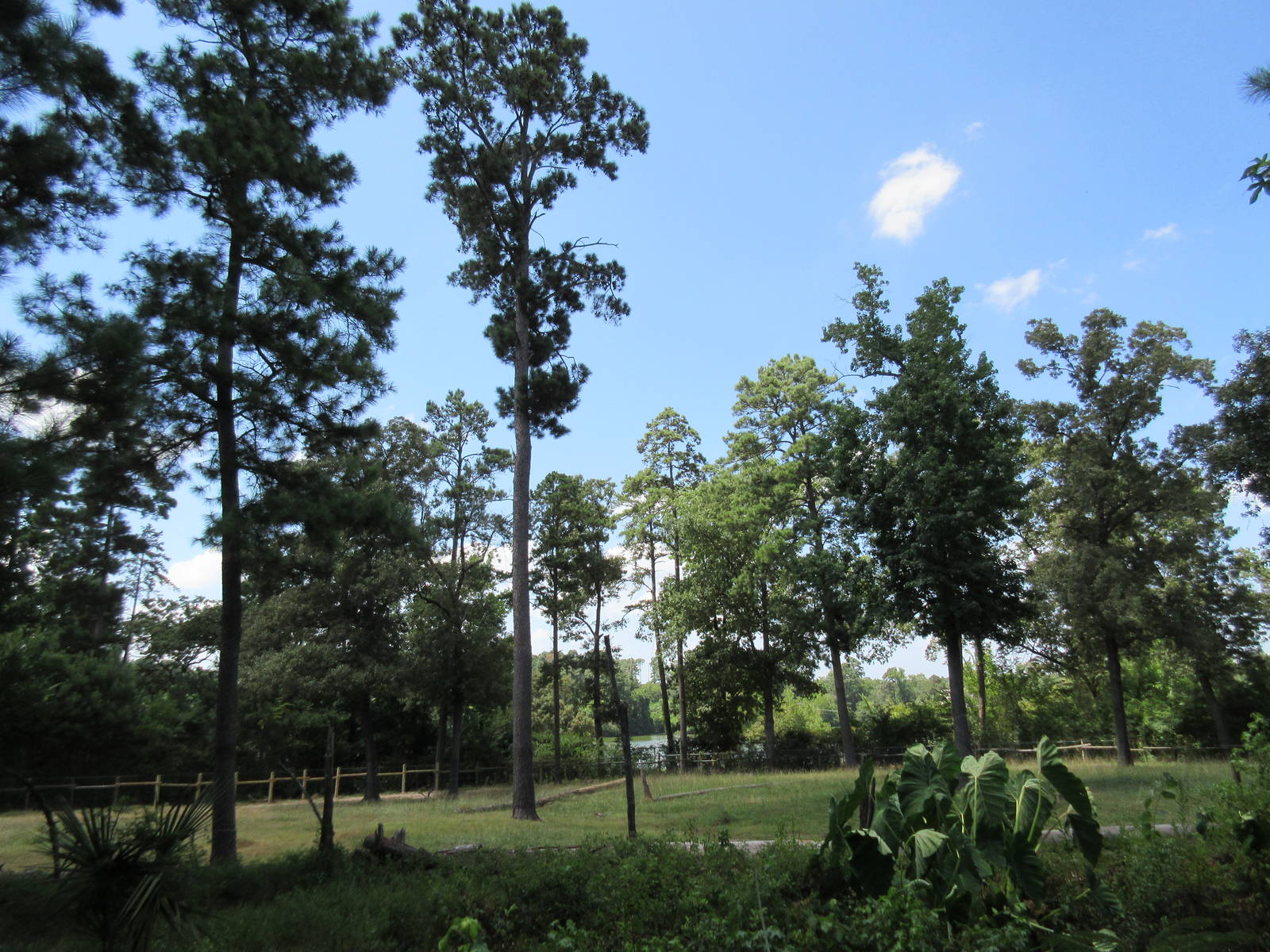 Masai Giraffe/Bontebok Exhibit